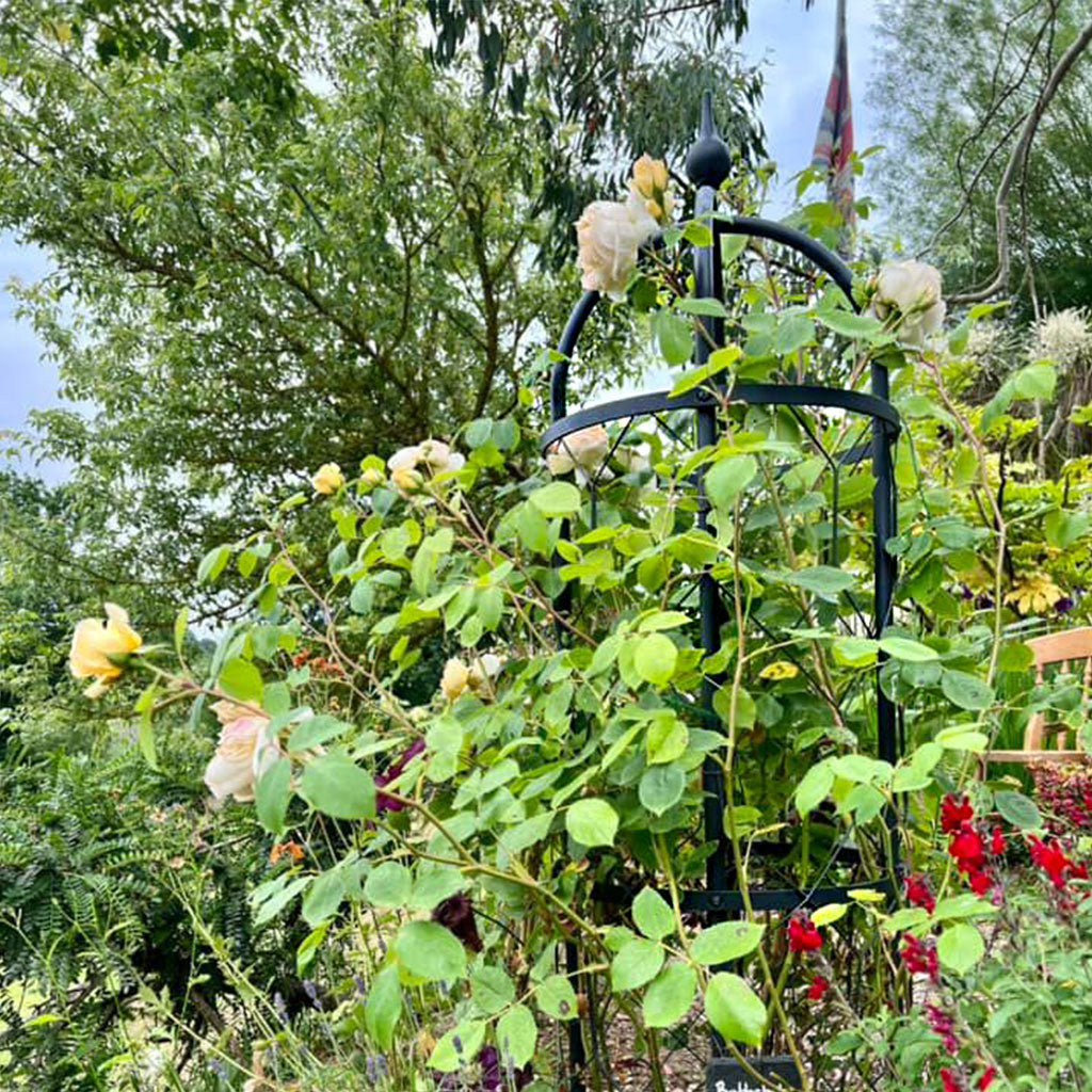 classic obelisk with roses growing through