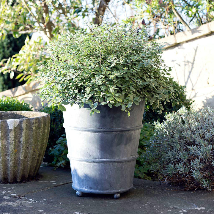classic_hooped_zinc_planter