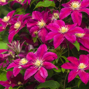 clematis-growing