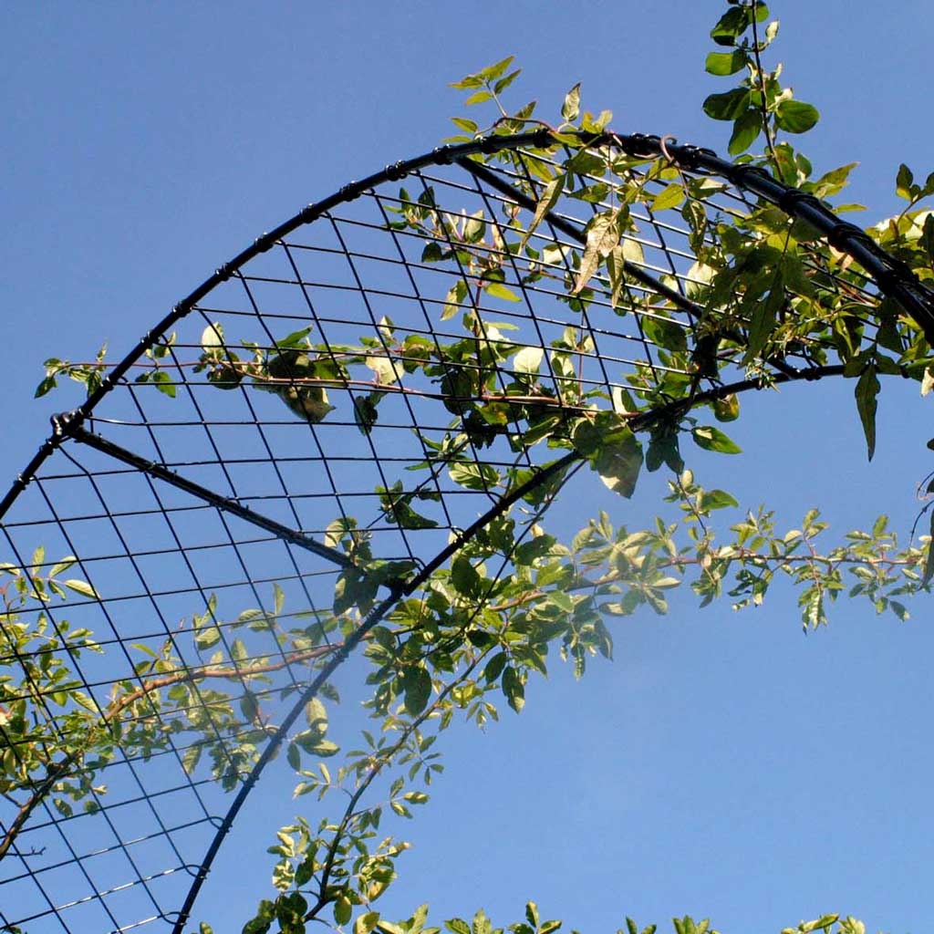 Close up of Elegance Arch with growers on