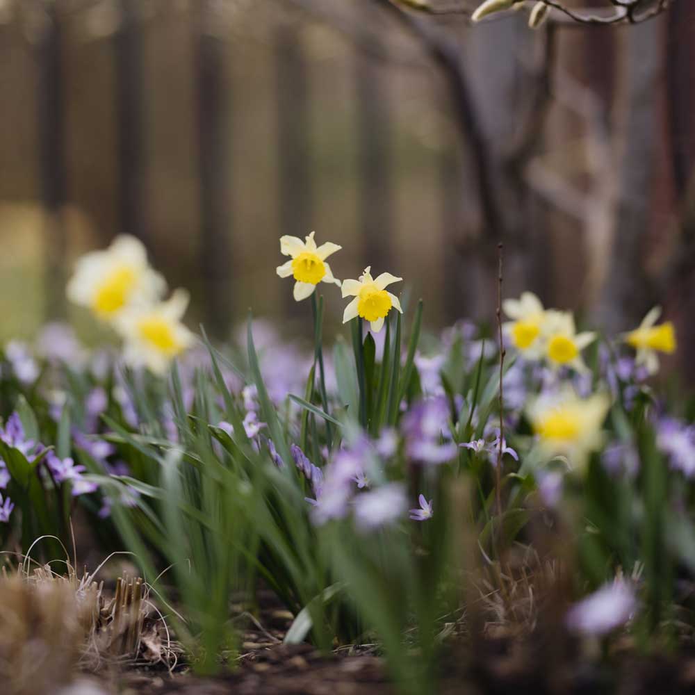 A patch of daffodils and purple flowers in a flower bed.