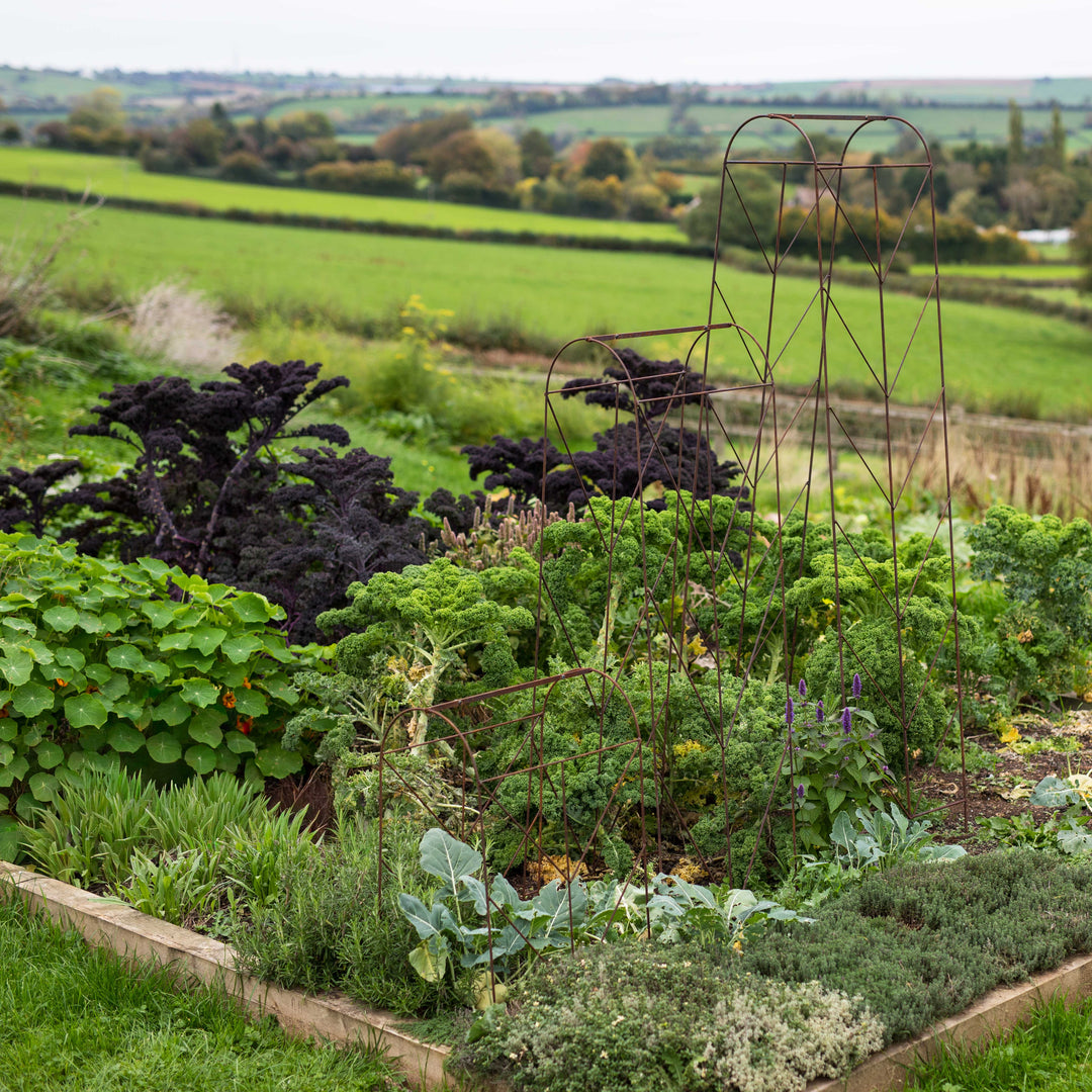 Vegetable garden with various plants and a Agriframes Deco Growing Frame against a scenic background.