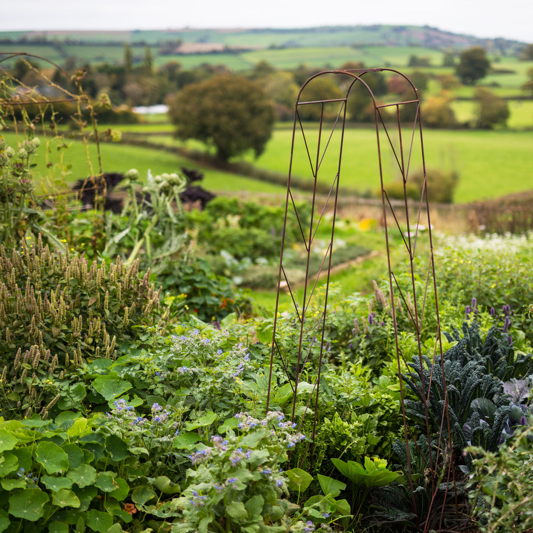 Garden scene with plants and a Agriframes Deco Growing Frame against a scenic background