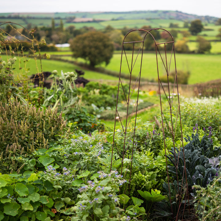 Garden scene with plants and a Agriframes Deco Growing Frame against a scenic background