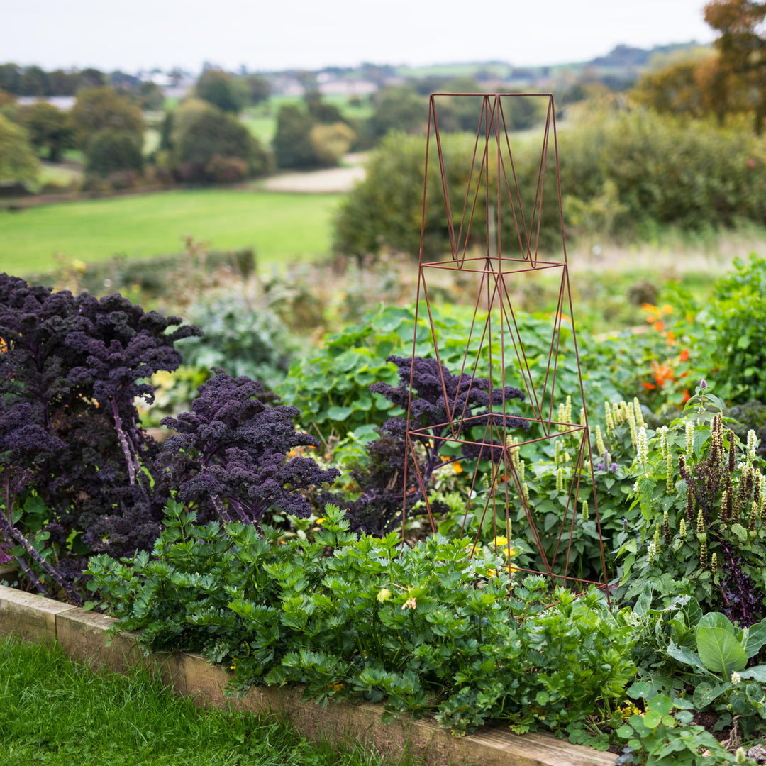 Wide shot of a rust-coloured Agriframes deco metal obelisk  in a garden setting with greenery.