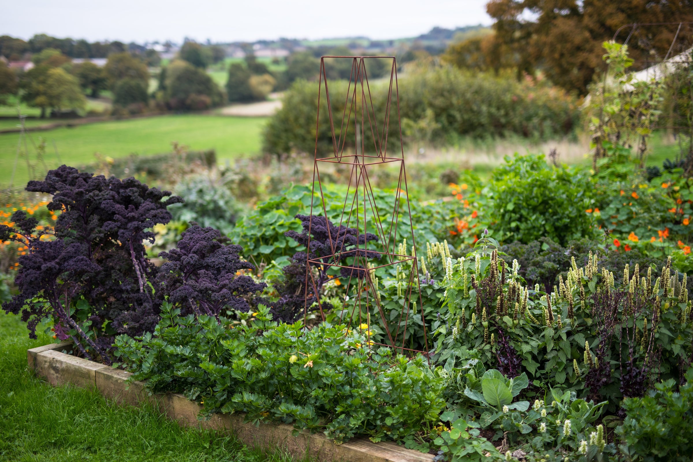 Agriframes deco growing obelisk in a flowerbed.