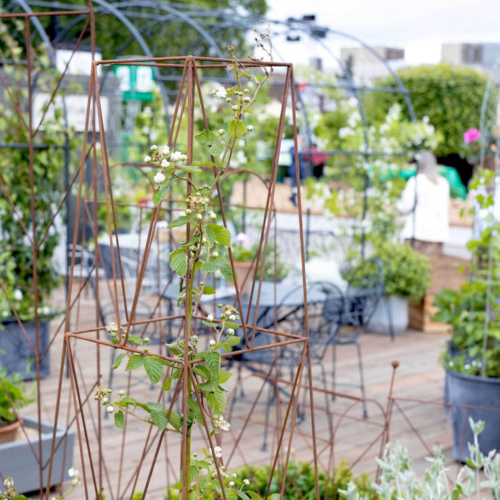 Top half of the Agriframes Deco Growing Obelisk with a plant climbinb through its frame at the RHS Chelsea Flower Show 2026.