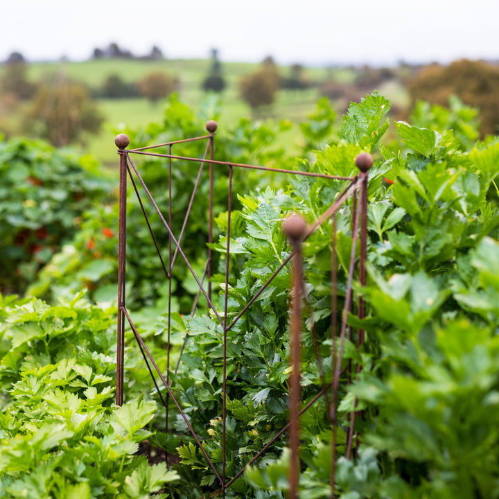 Agriframes Deco Panel Plant Support among green plants with a blurred landscape in the background