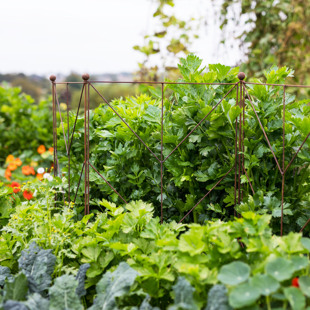 Agriframes Deco Panel Plant Support among leafy green plants in a garden setting