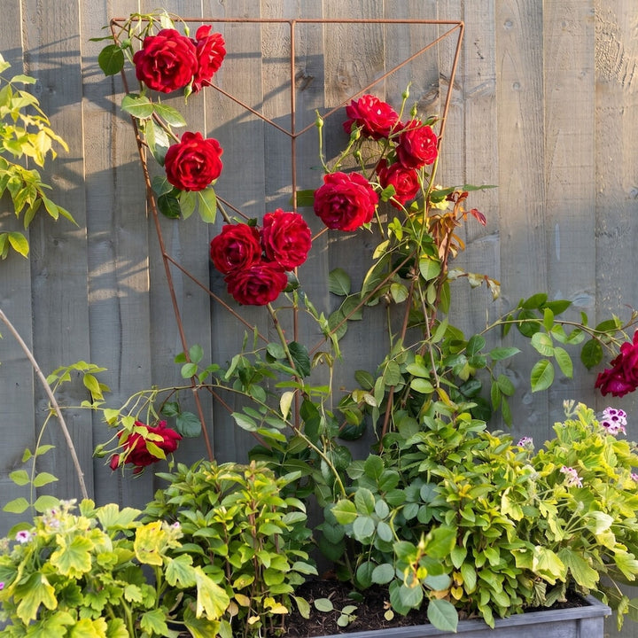 Deco Planter Trellis in a zinc planter with red roses growing up its frame. 