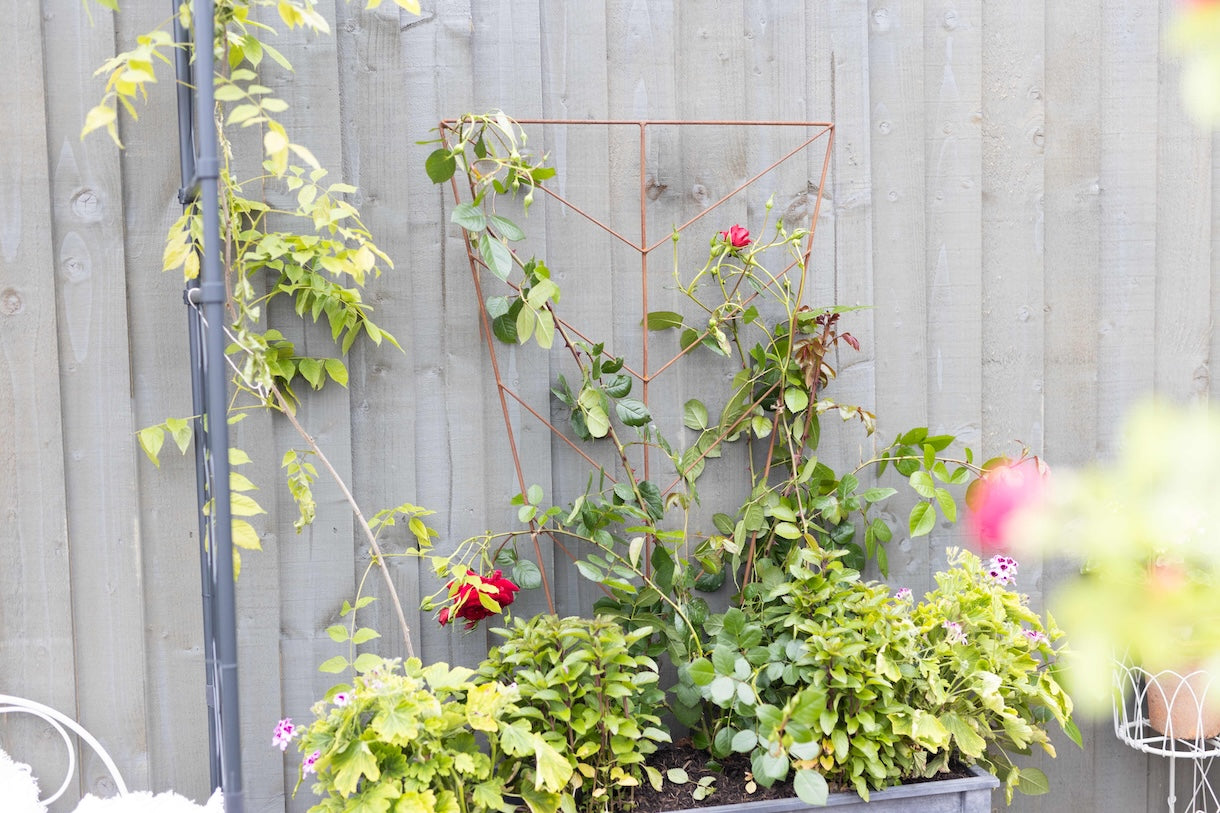AGriframes Deco Planter Trellis in a zinc planter against a wooden wall at RHS Chelsea Flower Show 2026.
