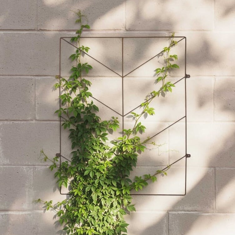 Deco Wall Trellis with climbing plants against a concrete wall
