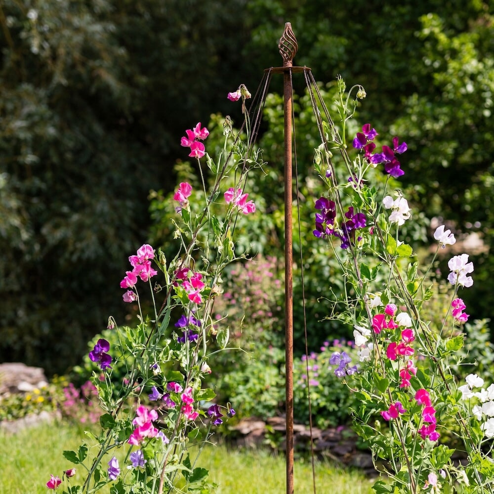Top half of an Agriframes Elegance Garden Maypole with peonies growing up the frame.