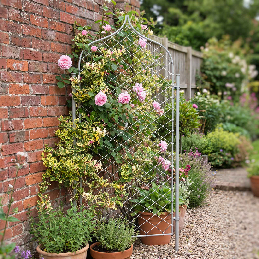 Single Agriframes elegance gothic screen supporting a climbing rosebush against a brick wall, with various plant pots surrounding it