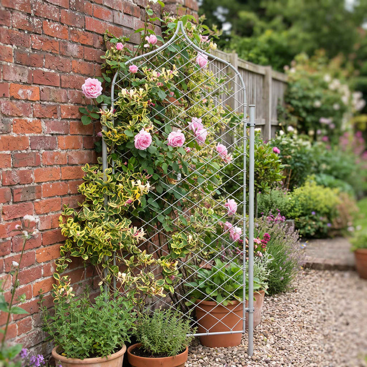 Single Agriframes elegance gothic screen supporting a climbing rosebush against a brick wall, with various plant pots surrounding it