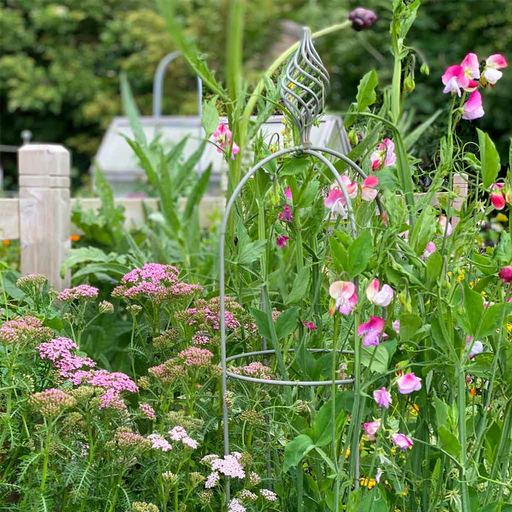 Elegance Obelisk with sweetpeas growing up