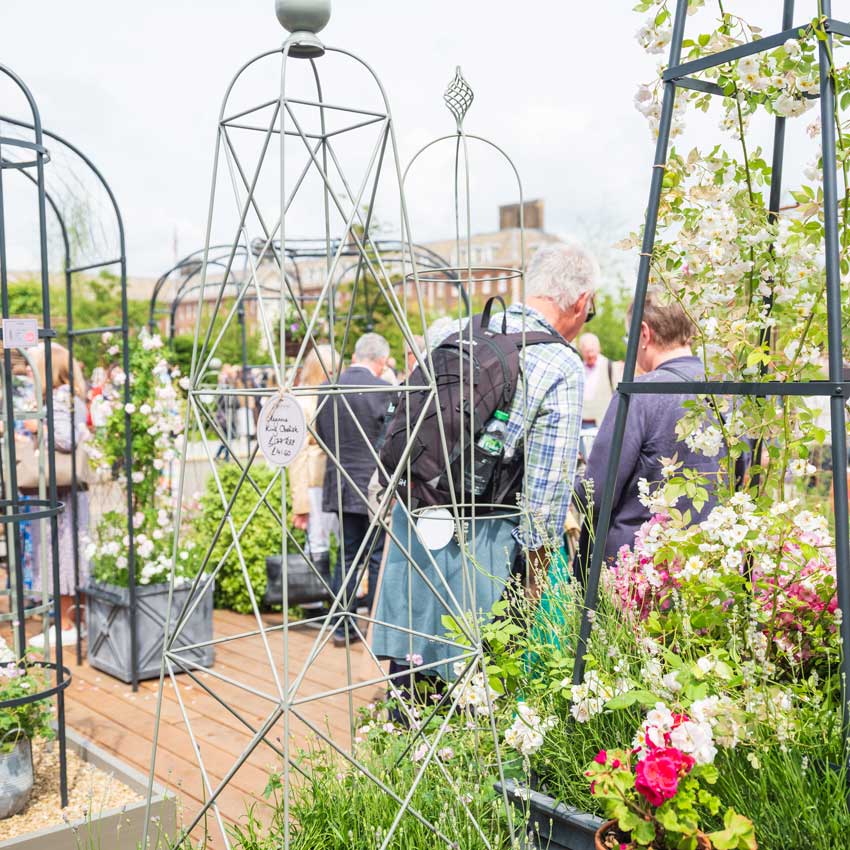 Elegance Obelisk at RHS Chelsea Flower Show featuring the Square Obelisk and King Obelisk