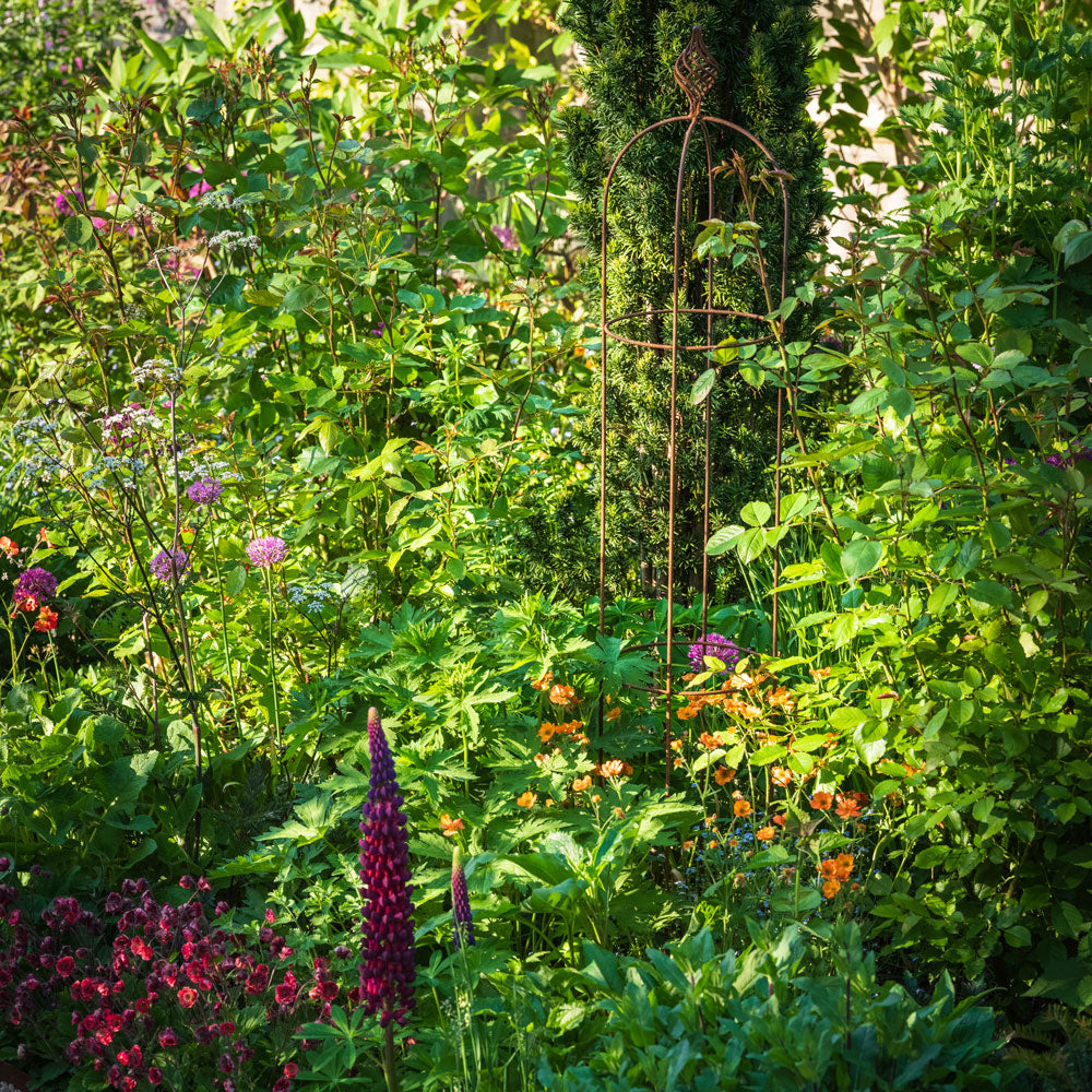 Elegance Obelisk in a growing garden