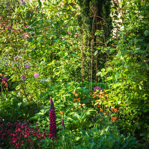 Elegance Obelisk in a growing garden