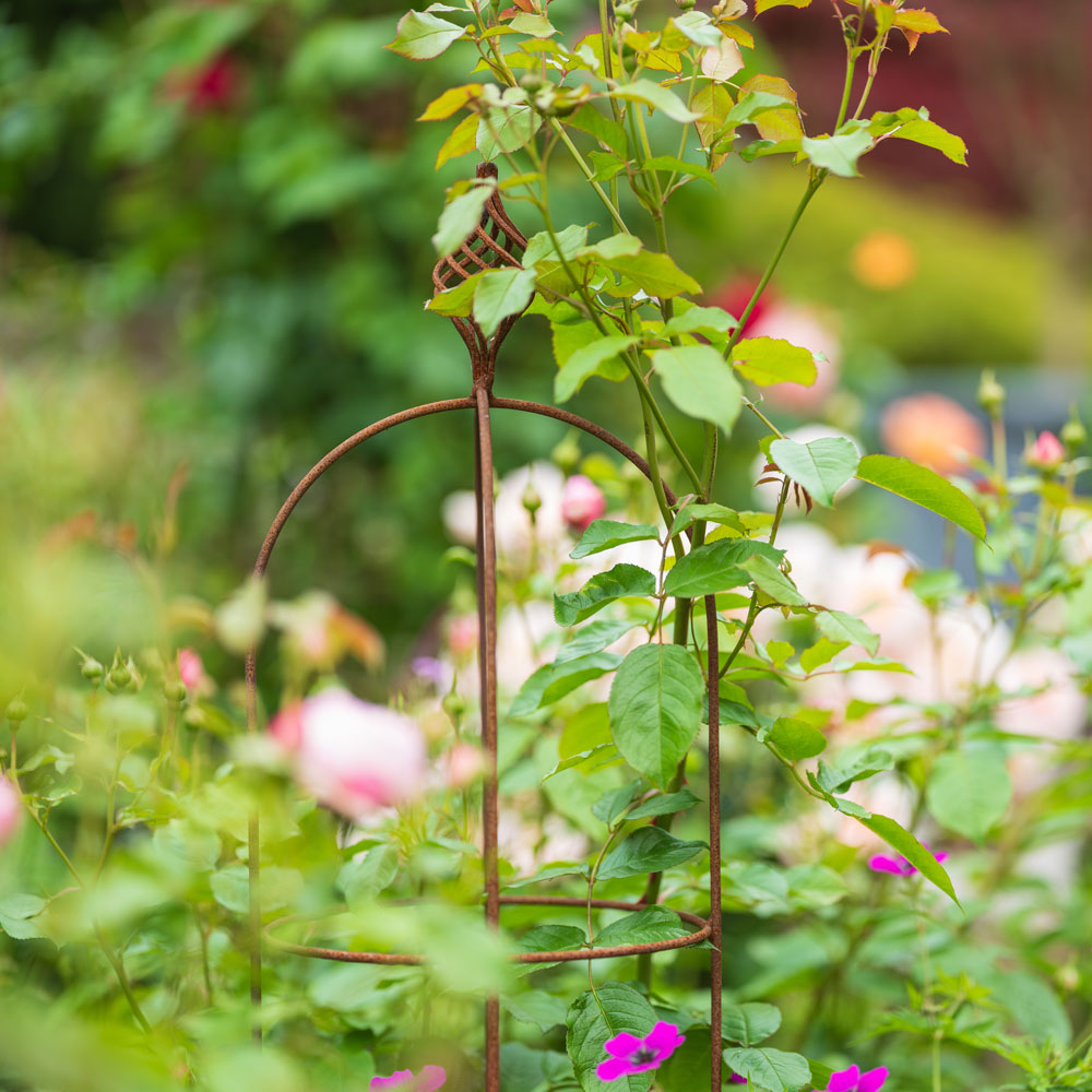 Elegance Obelisk with little purple flowers growing up