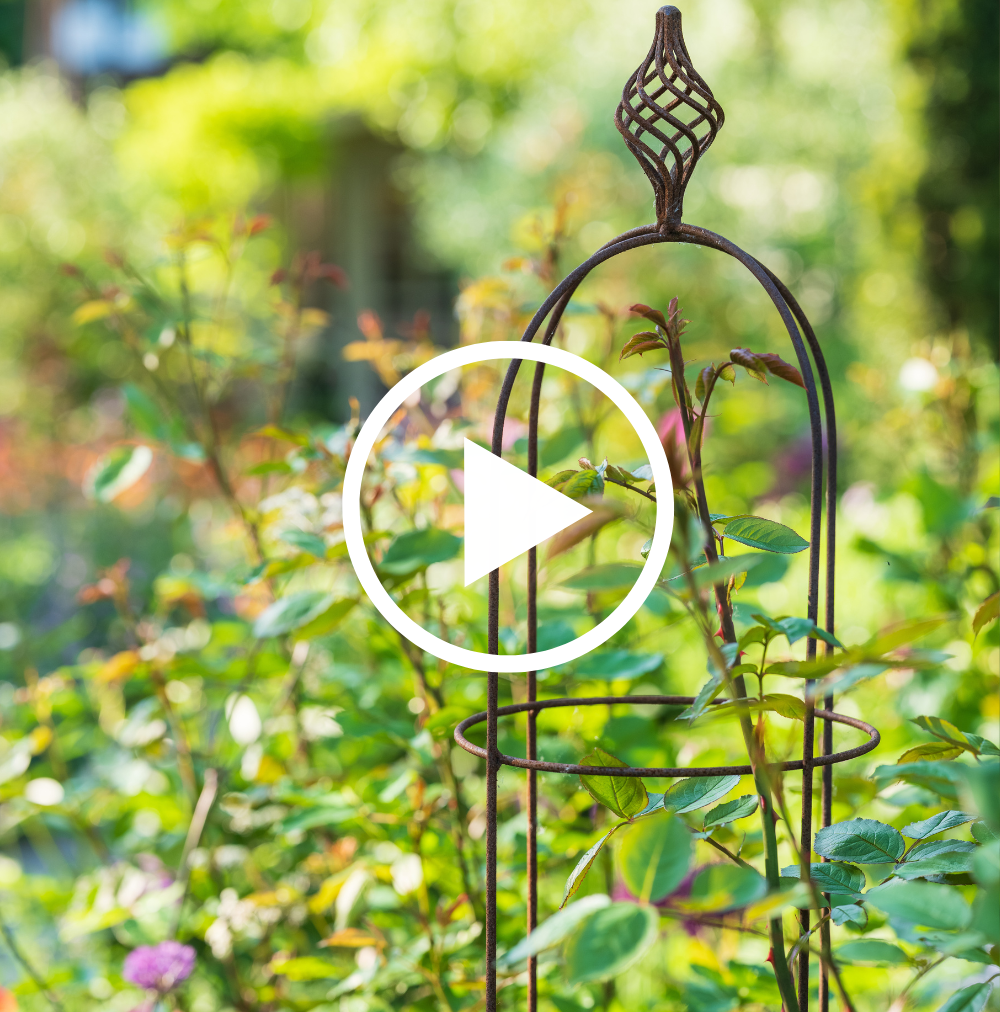 Decorative metal plant support in a garden setting with a play button overlay