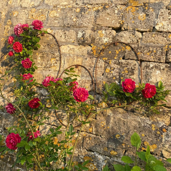 Three Elegance Oval Wall Trellis on a stone wall with roses growing through them.
