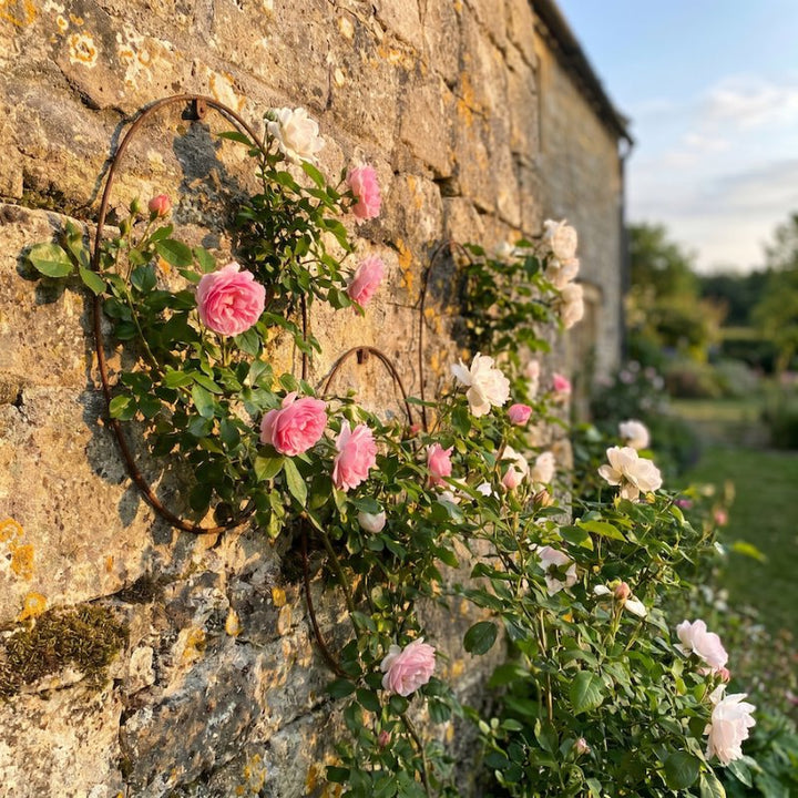 Three Agriframes Elegance Oval Wall Trellis on a stone wall with roses growing through them. 