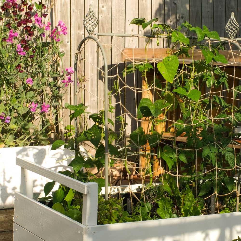 Agriframes Elegance Pea and Bean Hoop installed in a garden scene with plants growing in a raised bed against a wooden fence.