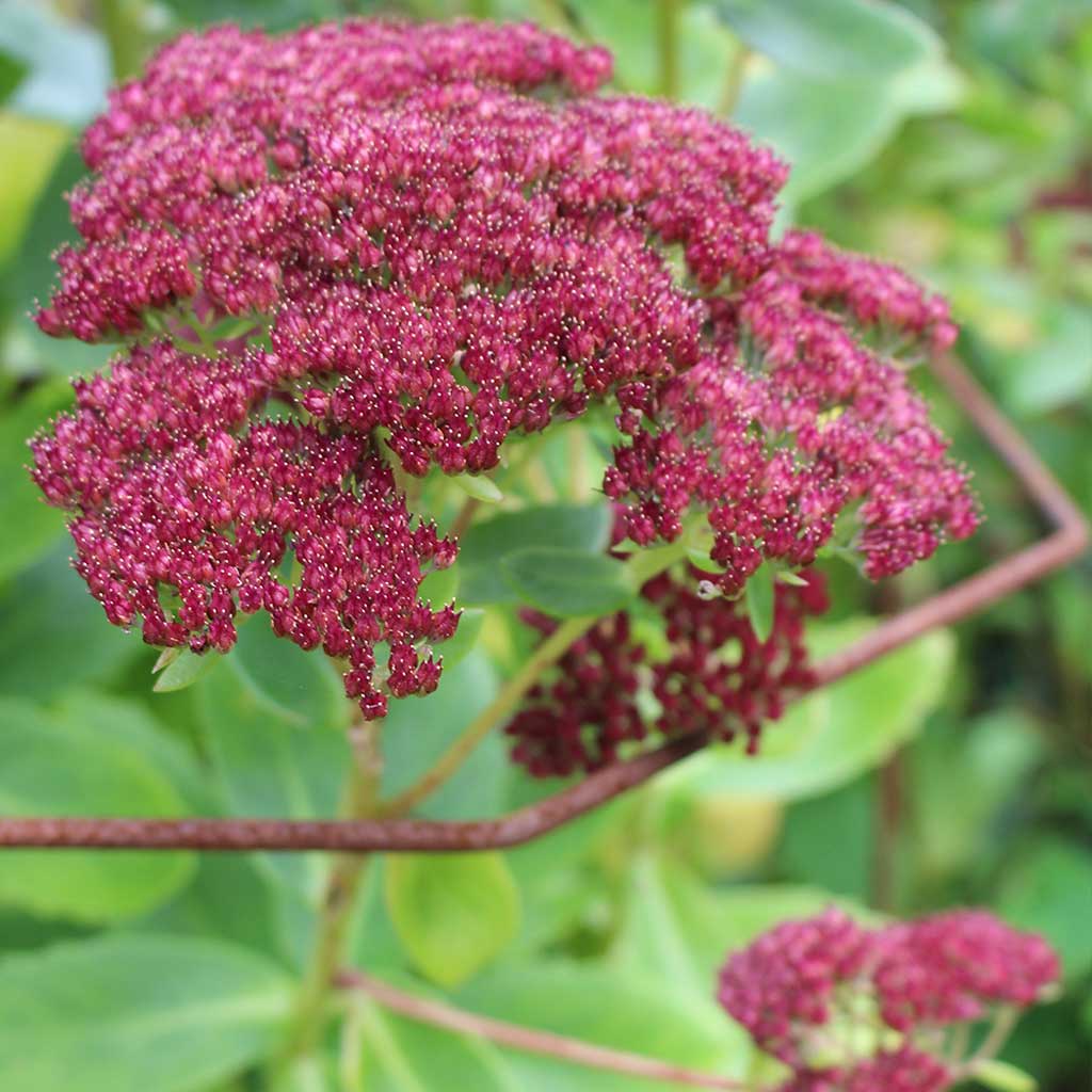 Closeup image of the Elegance Plant Support in a Rustic finish with a pink flower growing through it
