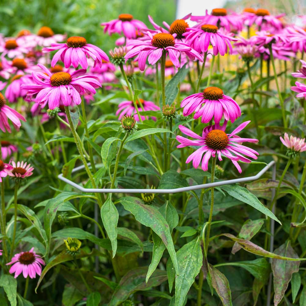 beautiful pink flowers with a plant support