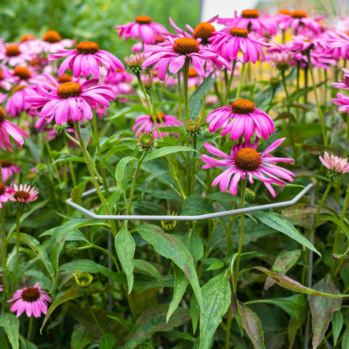 beautiful pink flowers with a plant support