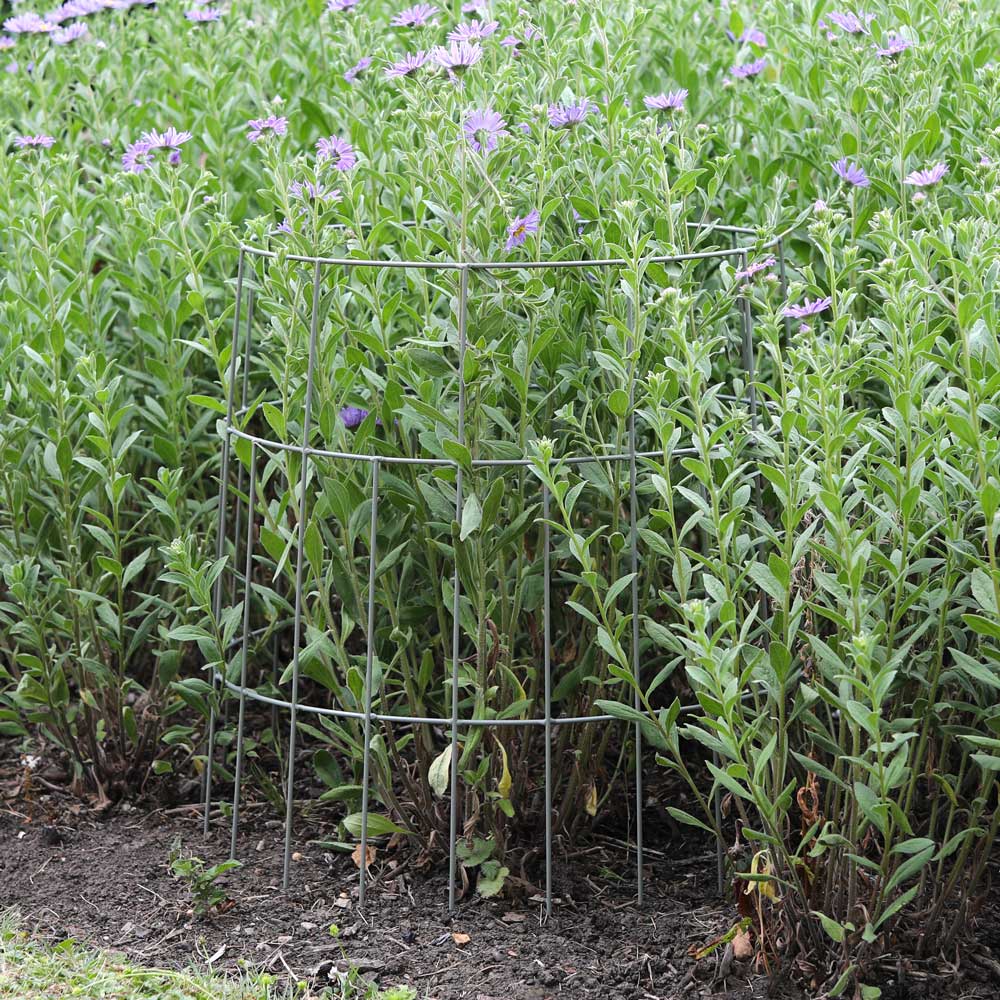 Metal plant support cage in a garden with green plants and small purple flowers.