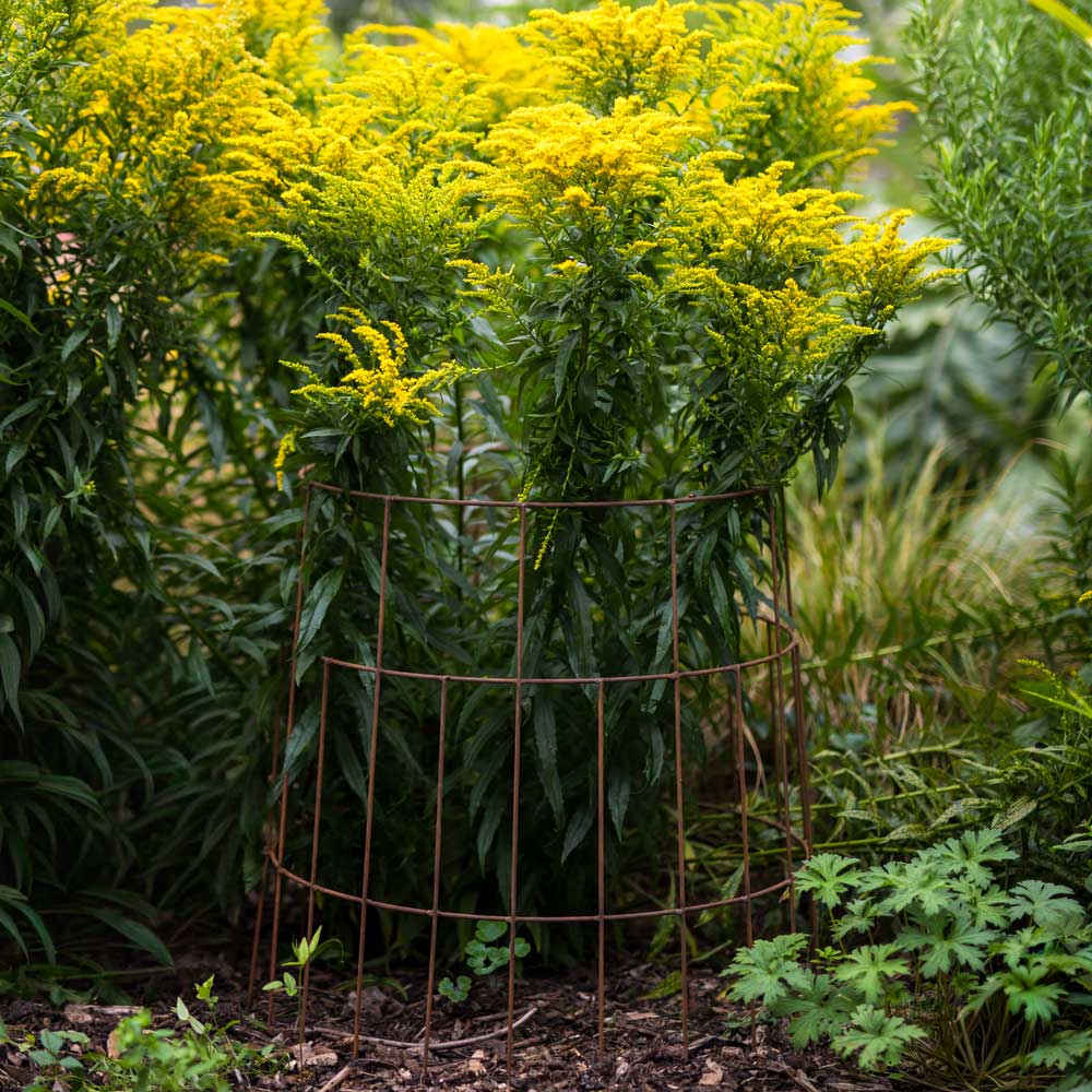 elegant plant support with yellow plants