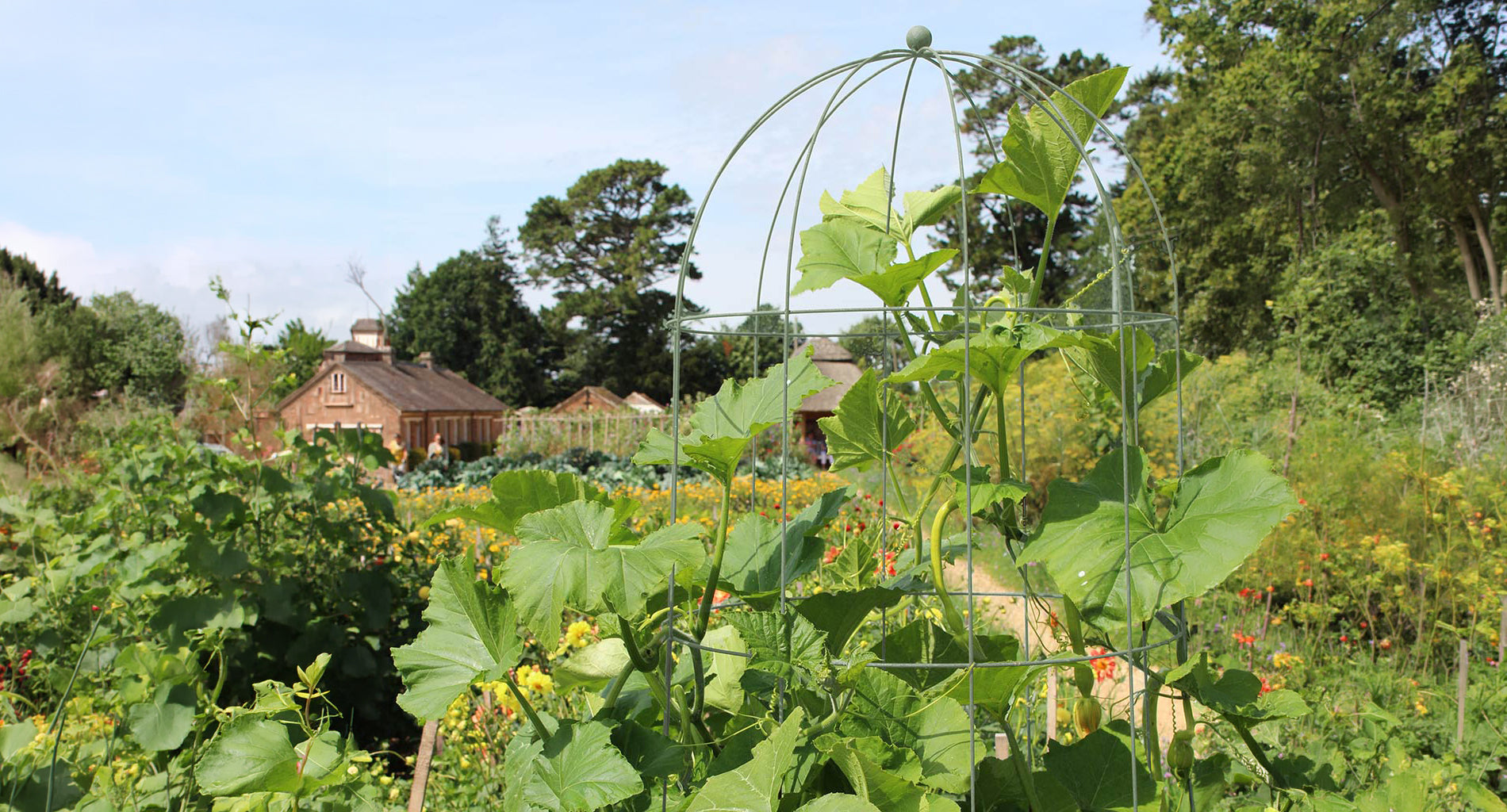 Top half of the Agriframes Elegance Runner Bean Tower in a sage green finish with a runner bean plant growing through its frame, backdropped by a large kitchen garden and a cottage in the disrtance. 