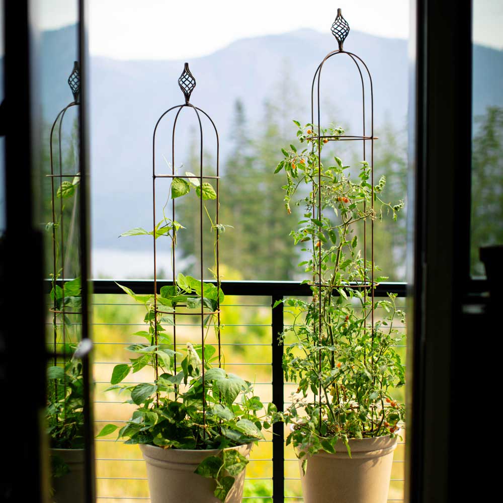 elegance-obelisks-set-of-two-growing