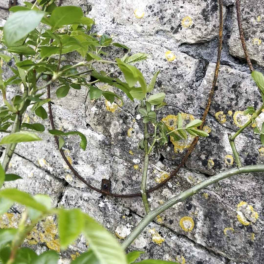 Elegance Oval Wall Trellis