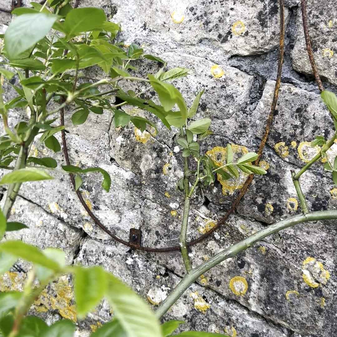 Elegance Oval Wall Trellis