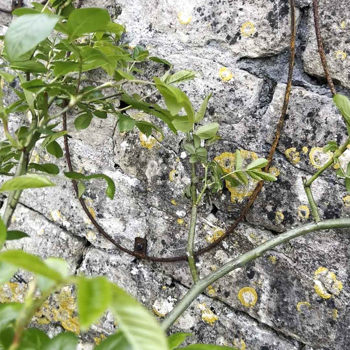 Elegance Oval Wall Trellis