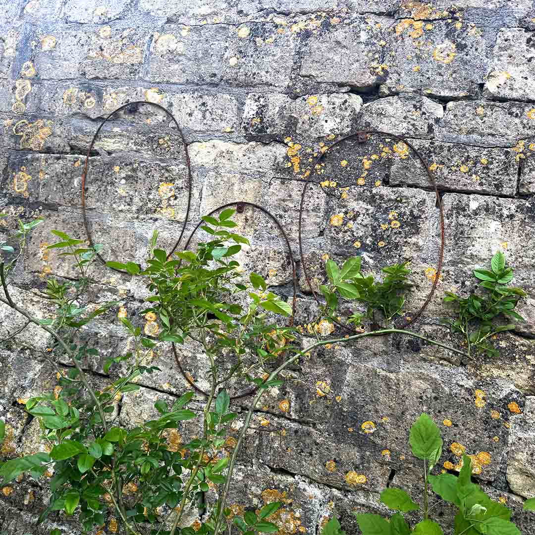 Elegance Oval Wall Trellis