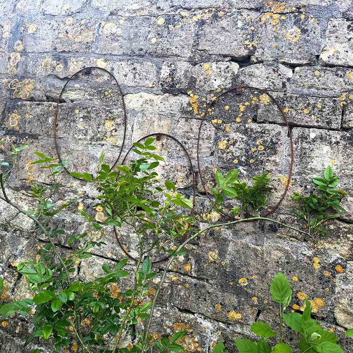 Elegance Oval Wall Trellis