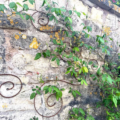Elegance Scroll Wall Trellis