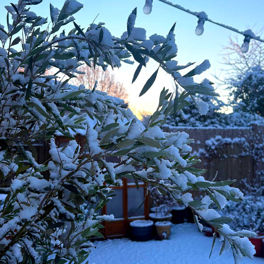 snow on leaves on tree in garden