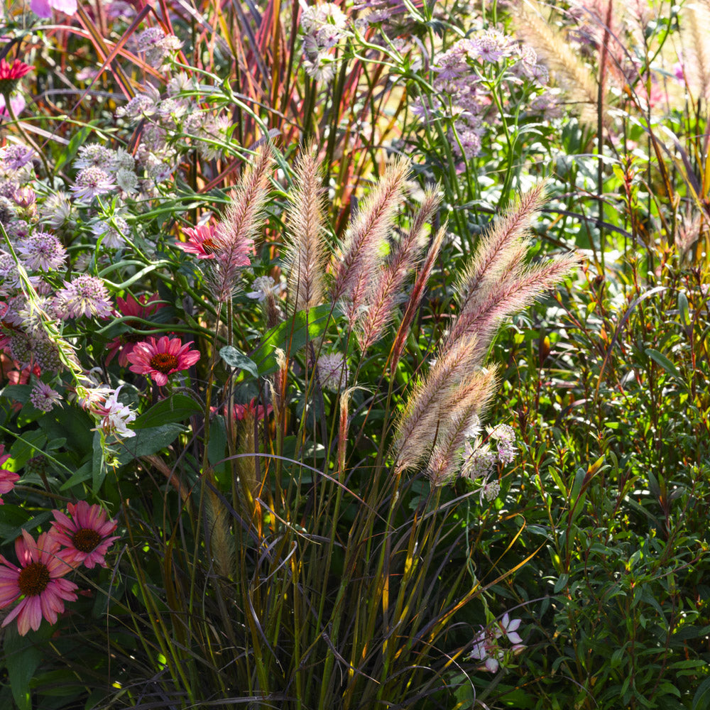 Garden scene with ornamental grasses and pink flowers