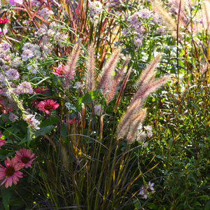 Garden scene with ornamental grasses and pink flowers