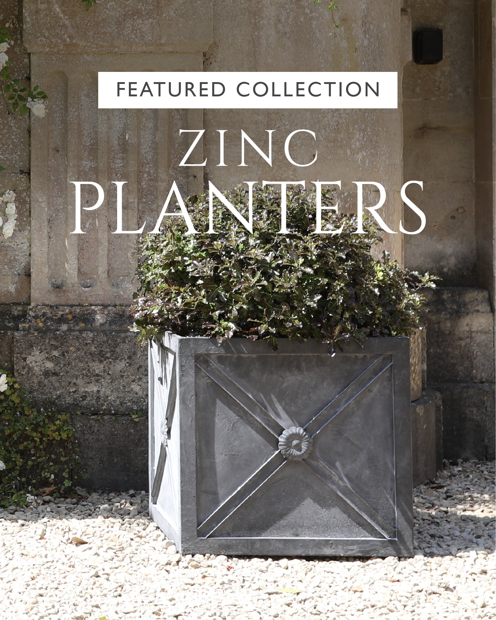 Agriframes Zinc Planter with a plant on a stone path overlaid with the text "Featured Collection: Zinc Planters"