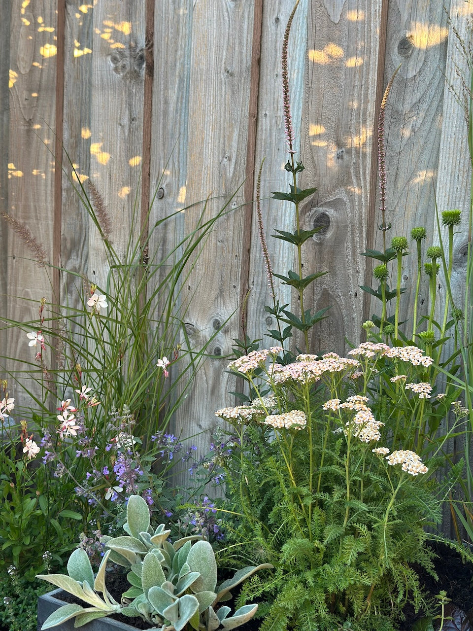 Claudia de Yong flowers and plants in Zinc Planters