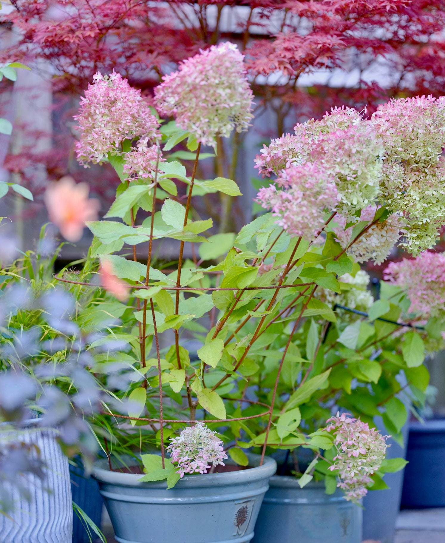 fluted peony plant support with flowers growing over 
