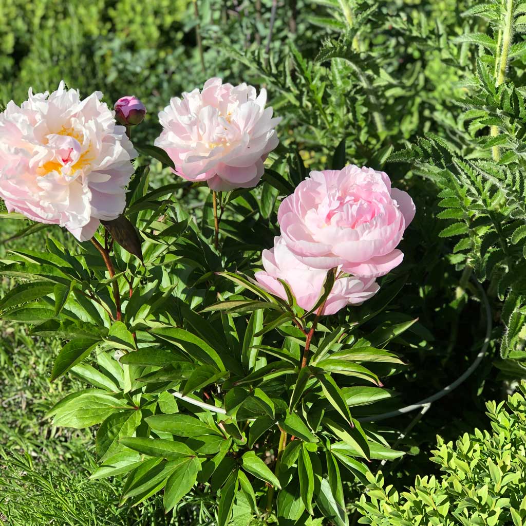 Fluted Peony Plant Support with pink flowers growing in 