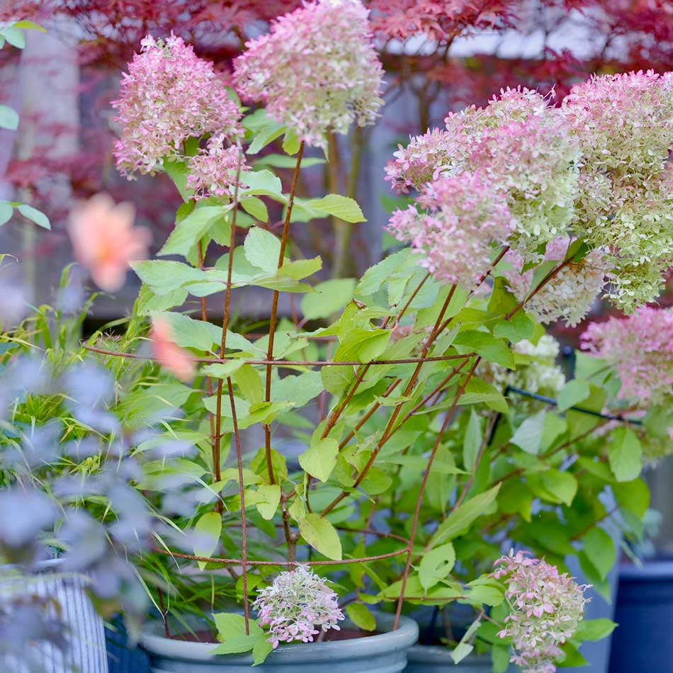 Fluted Peony Plant Support installed in a planter with tall pink flowers growing through it.