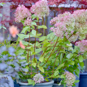 Fluted Peony Plant Support